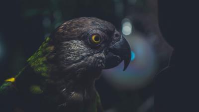 Parrot bird beak picture 4k wallpaper