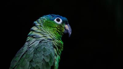 Parrot bird beak 4k wallpaper
