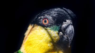 Parrot bird bright image 4k wallpaper