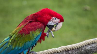 Parrot bird color feathers beak 4k wallpaper