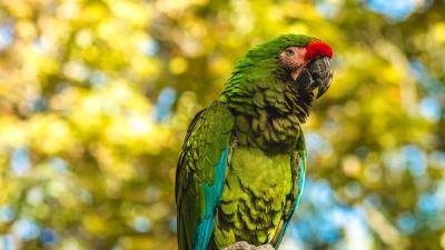 Parrot bird color 4k wallpaper