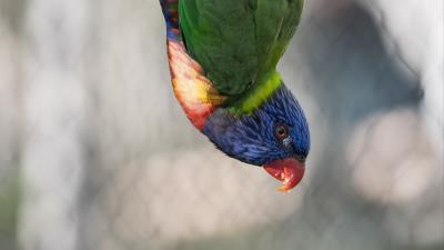 Parrot bird feathers 4k wallpaper