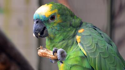 Parrot bird food color 4k wallpaper