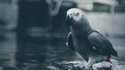 Parrot bird gray 4k wallpaper
