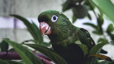 Parrot bird green image 4k wallpaper