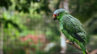 Parrot colorful bird 4k wallpaper