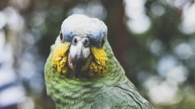 Parrot green bird 4k wallpaper