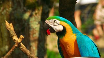 Parrot macaw bird beak image 4k wallpaper
