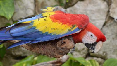 Parrot macaw bird colorful 4k wallpaper
