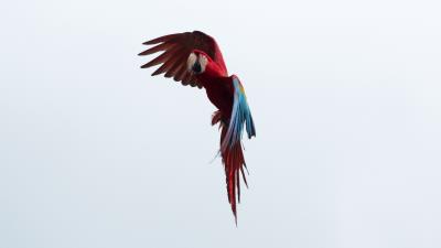 Parrot macaw bird 4k wallpaper