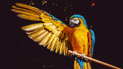 Parrot macaw wing 4k wallpaper