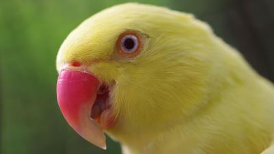Parrot yellow beak colo 4k wallpaper