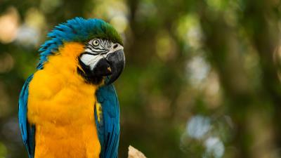 Parrot yellow blue 4k wallpaper