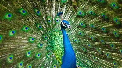 Peacock peafowl hd 4k wallpaper