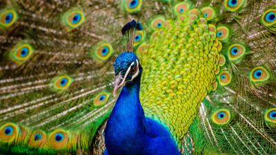 Peafowl indian peacock hd 4k wallpaper