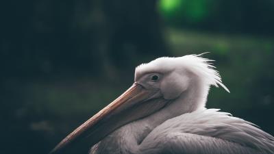 Pelican beak bird 4k wallpaper