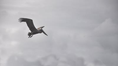 Pelican bird flight clouds 4k wallpaper