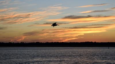 Pelican bird flight lake sunset 4k wallpaper