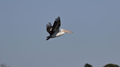 Pelican bird flight 4k wallpaper