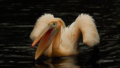 Pelican pink bird water 4k wallpaper