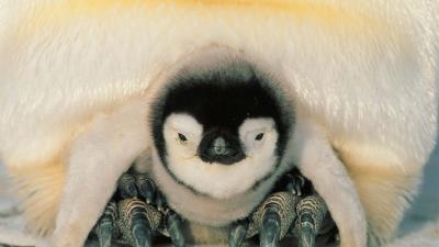 Penguins north penguin chick 4k wallpaper