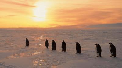 Penguins north sunrise winter ice snow 4k wallpaper