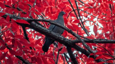 Pigeon bird branch 4k wallpaper