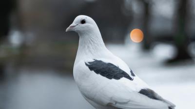 Pigeon bird white 4k wallpaper