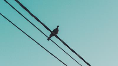 Pigeon wire sky 4k wallpaper