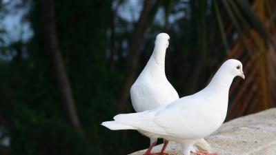 Pigeons birds couple white 4k wallpaper