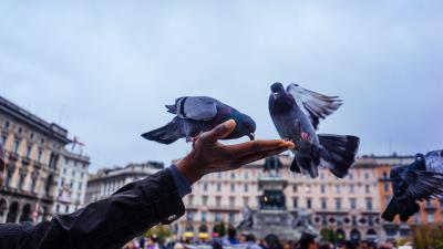 Pigeons feeding hand 4k wallpaper