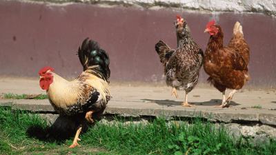 Poultry chicken rooster 4k wallpaper