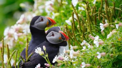 Puffin couple flowers dew ears grass look 4k wallpaper