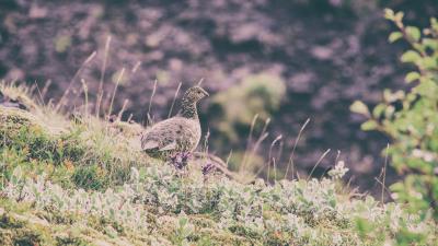 Quail bird spotted grass 4k wallpaper