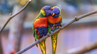 Rainbow lorikeet parrots birds 4k wallpaper