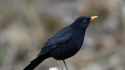 Raven bird beak image 4k wallpaper