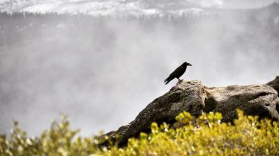 Raven bird grass mountains 4k wallpaper