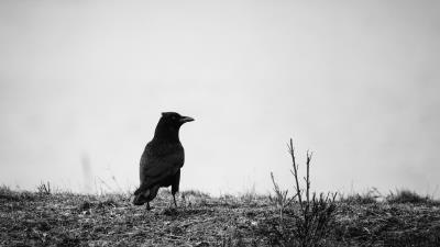 Raven bw bird 4k wallpaper