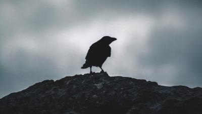 Raven silhouette bird 4k wallpaper