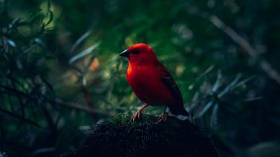 Red bird bird bright 4k wallpaper