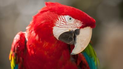 Red green macaw parrot 4k wallpaper