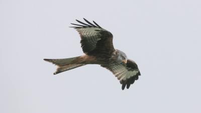 Red kite bird predator flight 4k wallpaper
