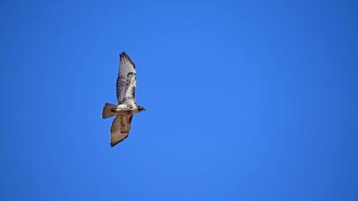 Redtailed hawk hawk flight 4k wallpaper