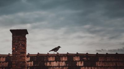 Roof bird magpie 4k wallpaper