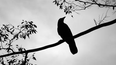 Rook bird silhouette 4k wallpaper