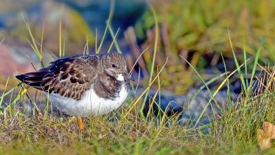 Sandpiper bird grass 4k wallpaper
