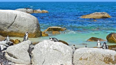 Sea rocks penguins landscape 4k wallpaper