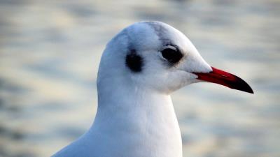 Seagull bird beak image 4k wallpaper