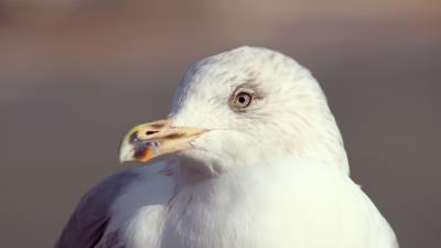 Seagull bird beak 4k wallpaper
