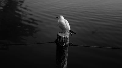 Seagull bird bw image 4k wallpaper